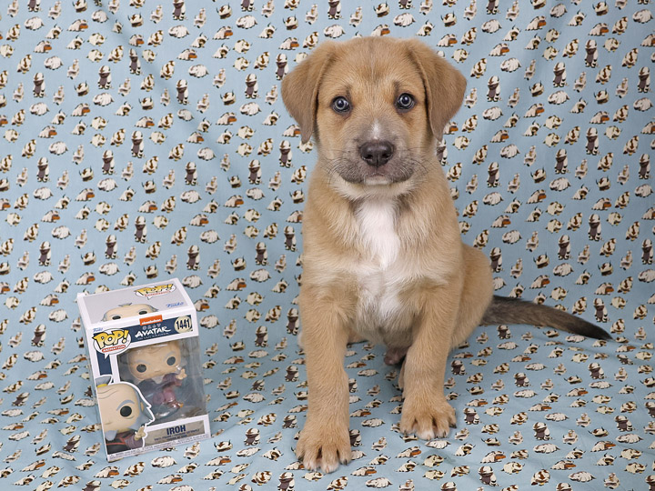 chinook puppy